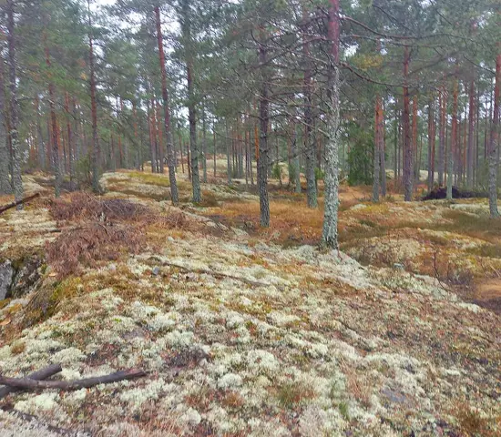 Berghällar och tallskog i Valdemarsvik.