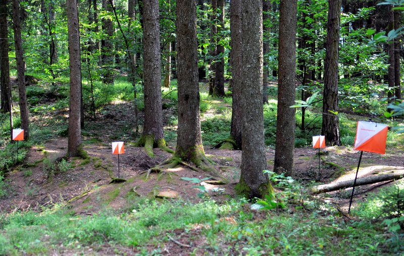 A photo of a trail orienteering course.