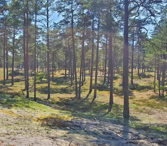Terrängen på Öland har lockat många till start på Veteran-SM kommande veckoslut.