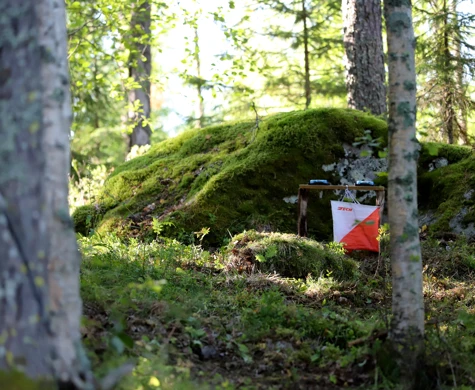 Kontroll i skog