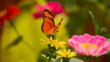 Miljömässig Hållbarhet