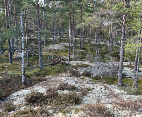 En tallrik skog är vad som väntar när SM Ultralång avgörs i Bråvikenterrängen den 30 mars