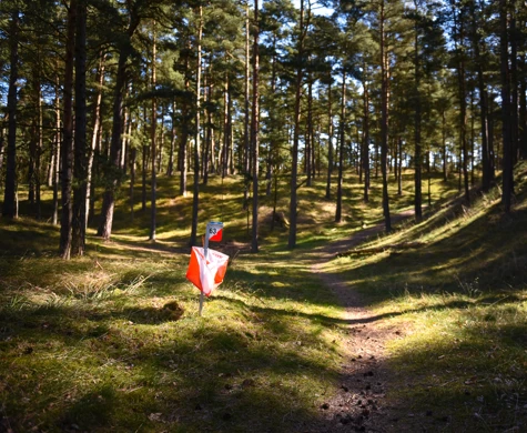 Kontroll i tallskog med solsken