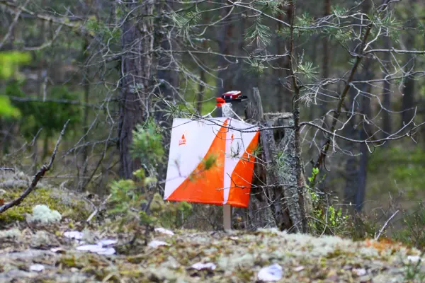 Kontroll med mossa i förgrunden