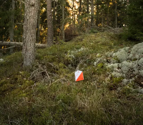 Kontroll I Skog 2