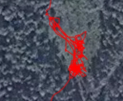 Ledare: Vi hör hemma i skogen