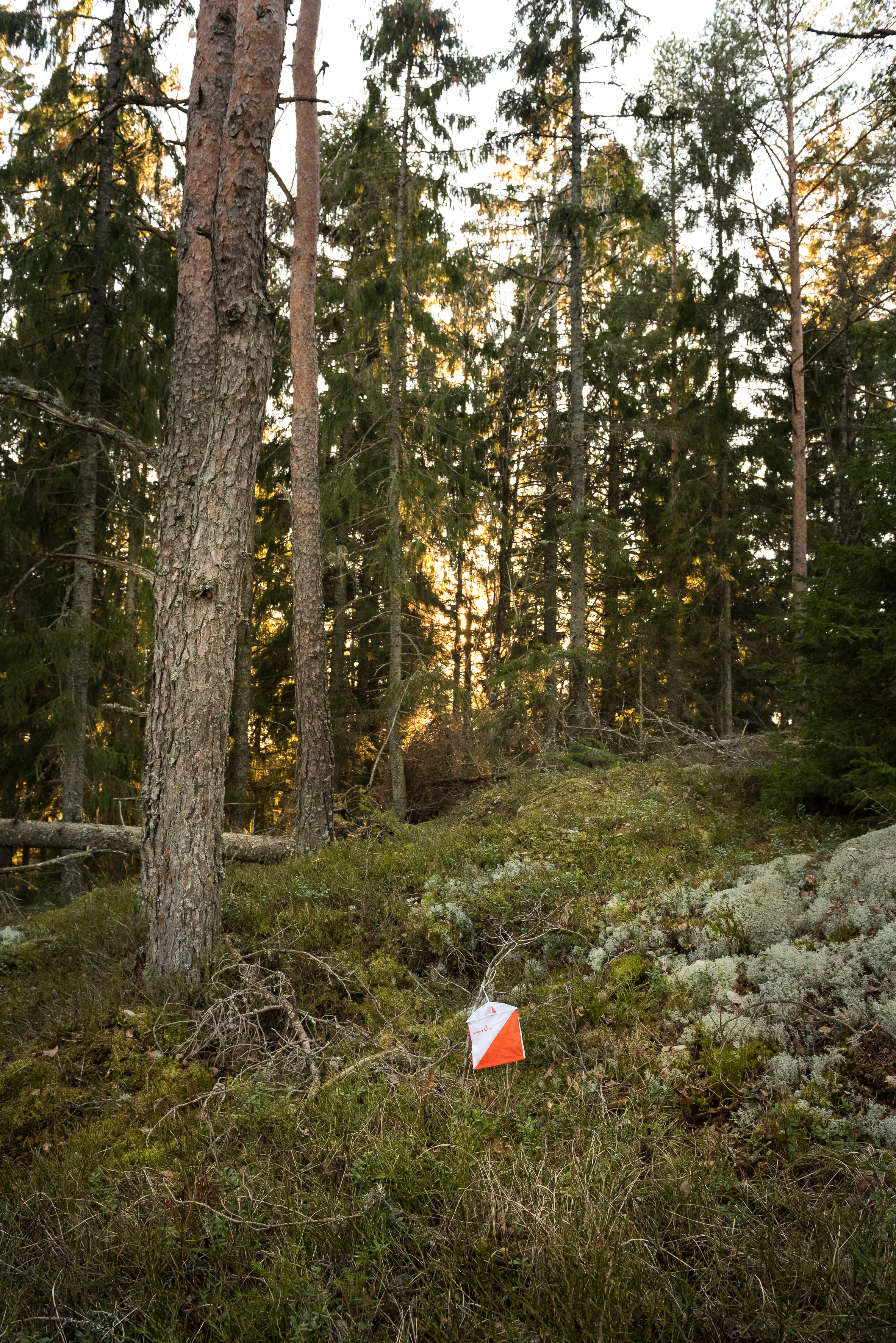 Skärm I Skog 3