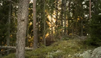 Skärm I Skog 3