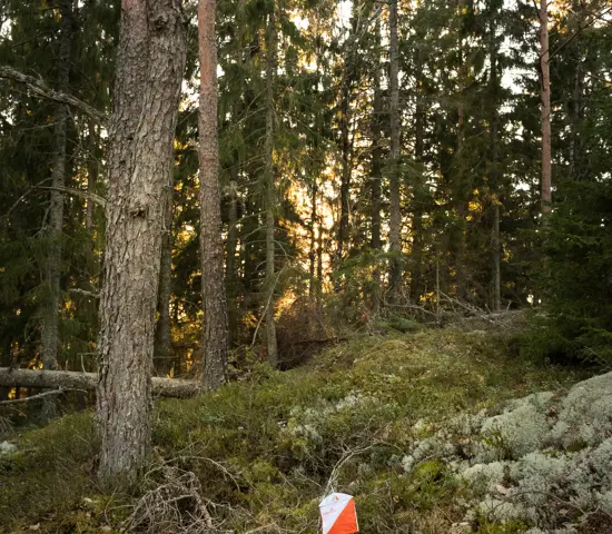 Skärm I Skog 3