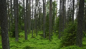 Skogen