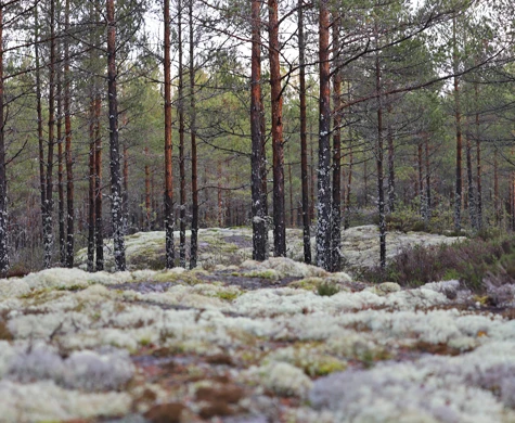 God sikt och fina berghällar väntar deltagarna på veteran-SM 2024.