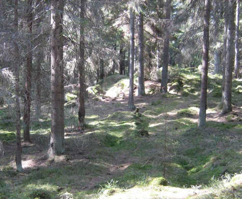 Granskog på Gålö