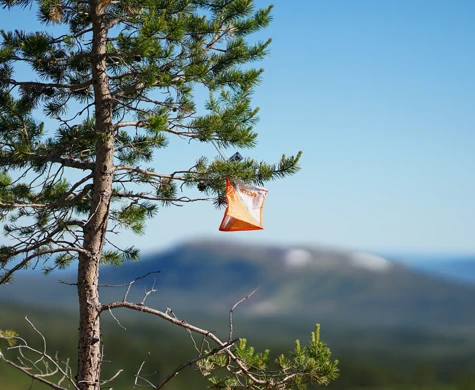 Kontroll hängandes i träd