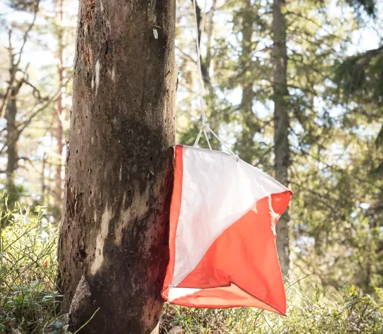 Skärm I Skog 2