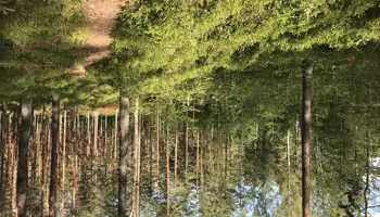 Stig och blåbärsris på tallhed med solsken