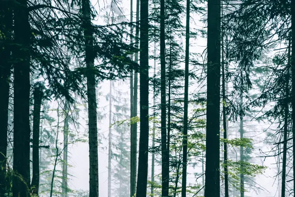 Pexels Stephan Seeber 1261731