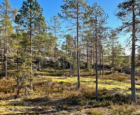 Bildtext toppbild: Sundsvalls OK bjuder på drömterräng med många fina öppna berghällar cirka tre mil norr om staden.